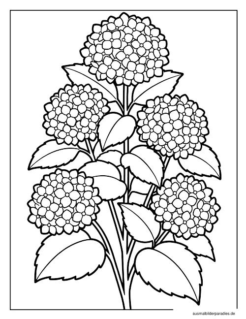 Blumen Ausmalbild 15 - kostenlos zum Ausdrucken