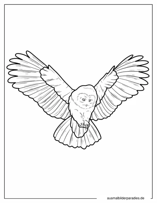 Eule Ausmalbild 25 als Gratis-PDF Eule Ausmalbild 25 - kostenlos zum Ausdrucken