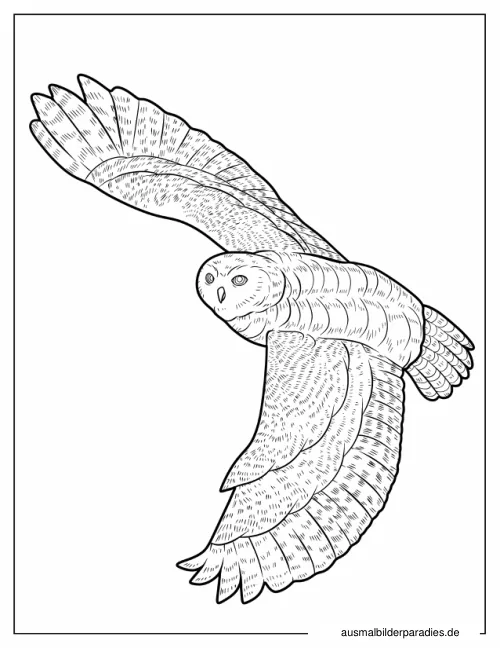 Eule Ausmalbild 6 als Gratis-PDF Eule Ausmalbild 6 - kostenlos zum Ausdrucken