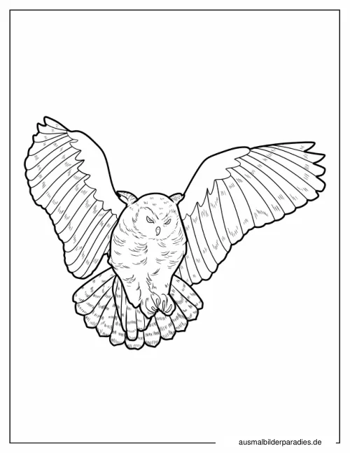 Eule Ausmalbild 8 als Gratis-PDF Eule Ausmalbild 8 - kostenlos zum Ausdrucken