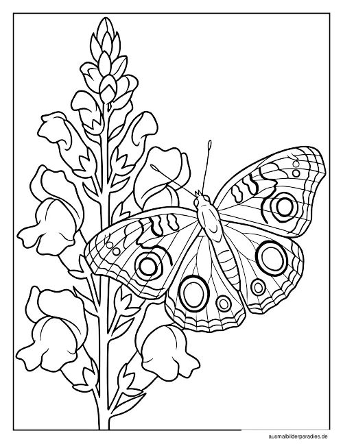 Schmetterling Ausmalbild 12 - kostenlos zum Ausdrucken
