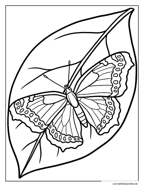 Schmetterling Ausmalbild 22 - kostenlos zum Ausdrucken