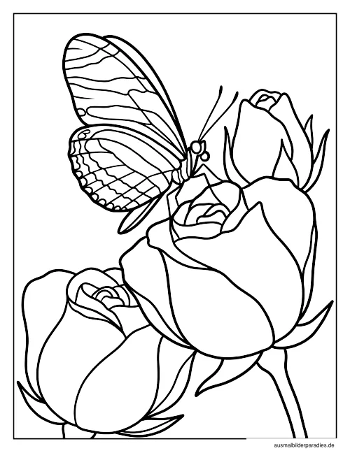 Schmetterling Ausmalbild 32 - kostenlos zum Ausdrucken